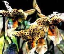 Orchid Images Kangaroo Valley NSW