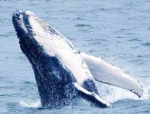 Whale Watching Jervis Bay