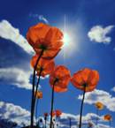 Remembrance Day November 11