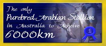 Hillbrook Drifer was the first Australian Arabian Stallion to successfully complete 5000km